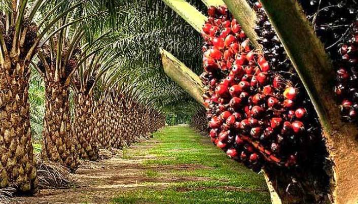 Palm Oil Production: Smallholders, Big Impacts