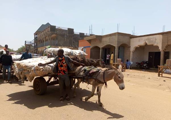 Endangered Donkeys of Sokoto: Exploring the Hidden Drivers of Declin